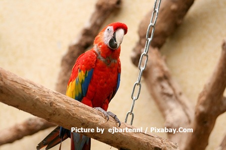The image captures a stunning Scarlet Macaw (Ara macao) perched confidently on a rough wooden branch, its brilliant scarlet-red plumage dominating the scene with a glossy, almost luminous quality that covers the head, chest, back, and much of the tail. Accents of vivid yellow sweep across the upper wings, blending seamlessly into deep blue flight feathers, while subtle green hints appear near the tips, creating the classic rainbow-like pattern of this iconic parrot. The bird faces slightly to the left with an alert, intelligent expression, its large dark eye framed by pale bare facial skin, a powerful curved black beak with a lighter tip, and small white feather lines radiating outward. Strong grey scaled feet grip the perch firmly, one slightly forward, while a thick metal chain hangs in the background, suggesting an aviary setting. The softly blurred earthy tones of branches and enclosure elements behind it make the macaw's intense, jewel-like colors stand out even more dramatically. Picture by ejbartennl / Pixabay.Com.